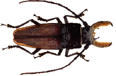 Transparent, 256-color GIF